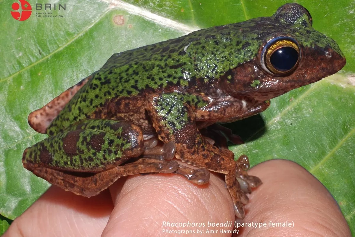 ILUSTRASI Katak terbang temuan peneliti BRIN.