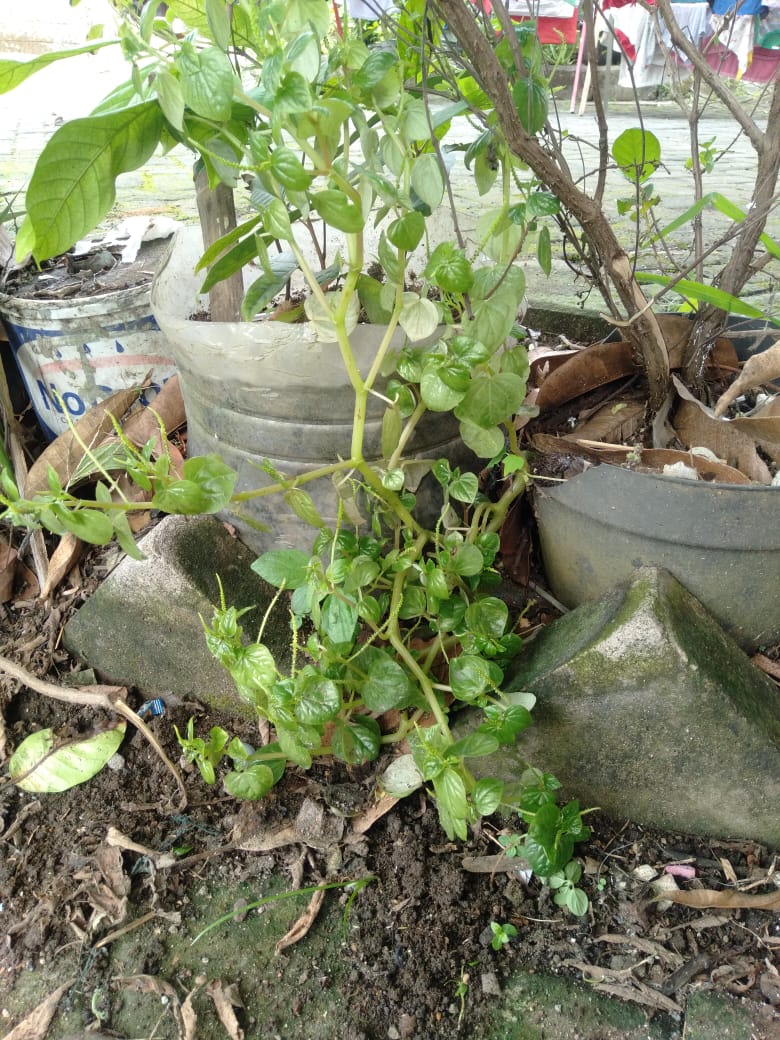 Dulu Dianggap Gulma, Kini Sirih Cina Naik Daun di Dunia Herbal