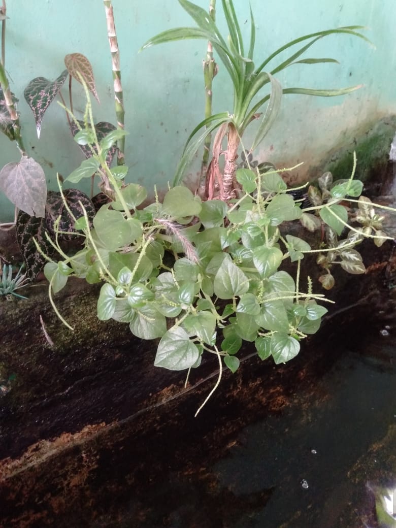 Temui Sirih Cina, Tanaman Kecil di Parit yang Punya Khasiat Besar