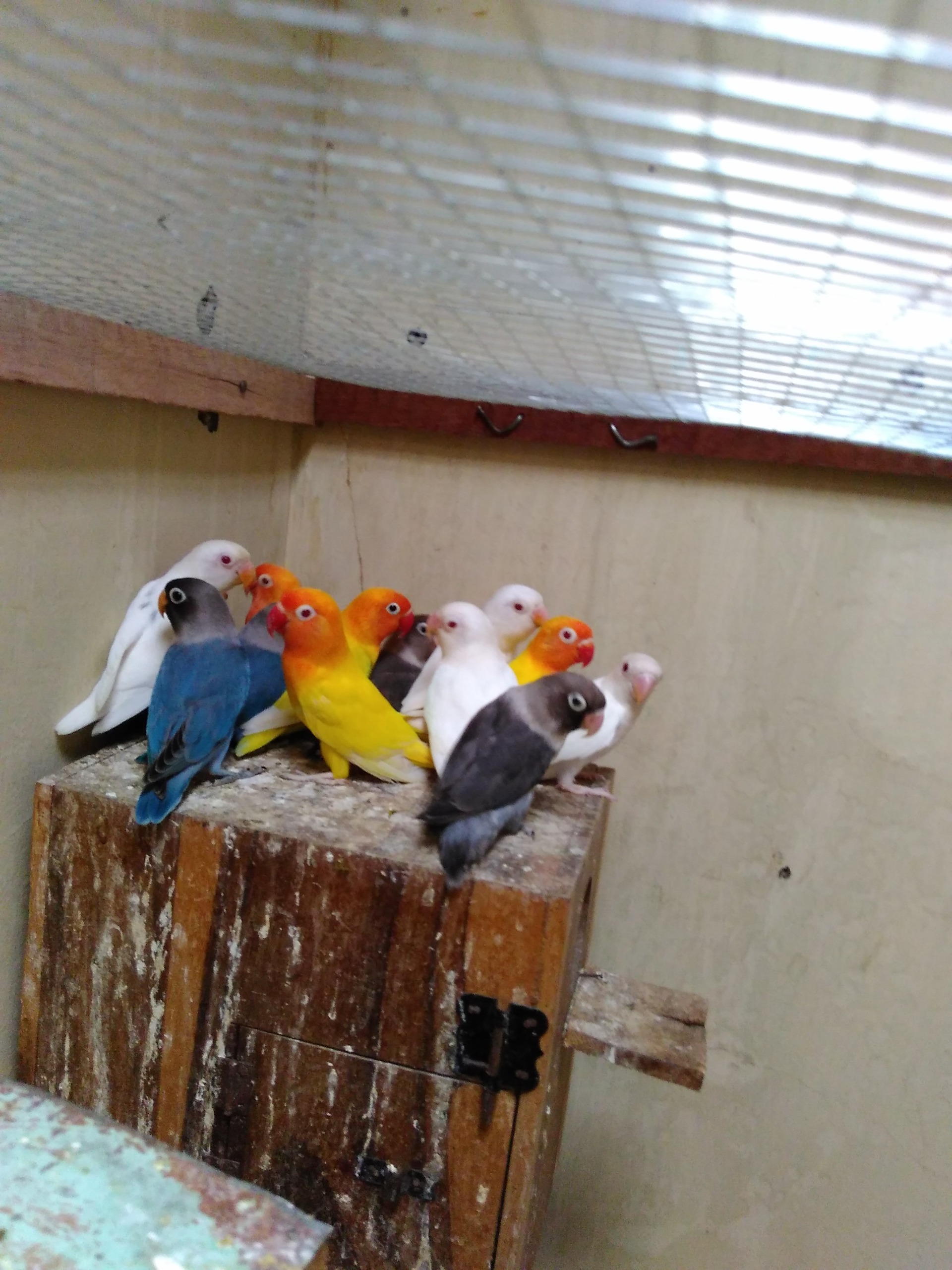 Lovebird sangat mudah dipelihara dan cocok untuk peluang usaha