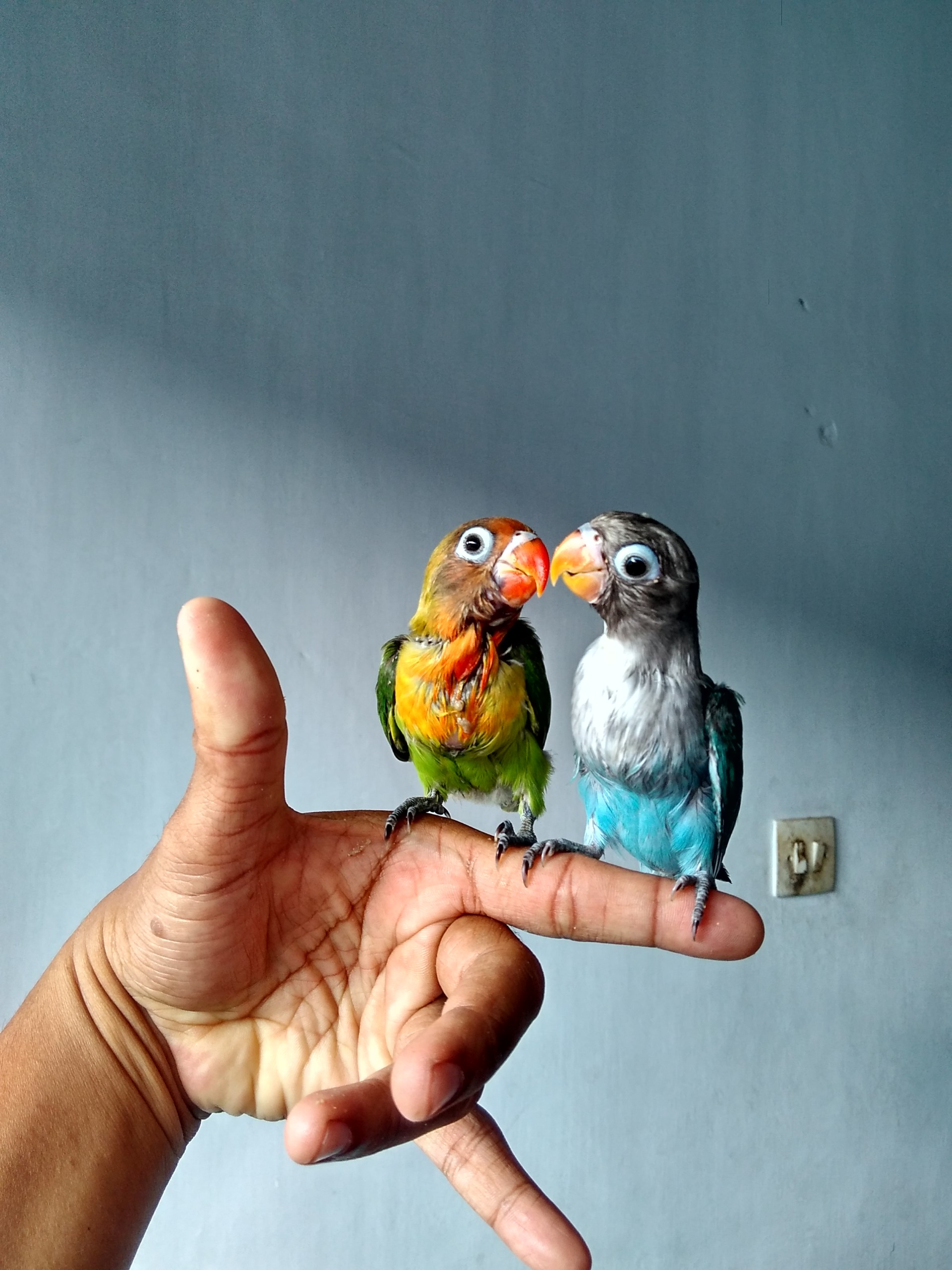 Lovebird: Si Burung Cinta yang Tak Pernah Kehilangan Pesona