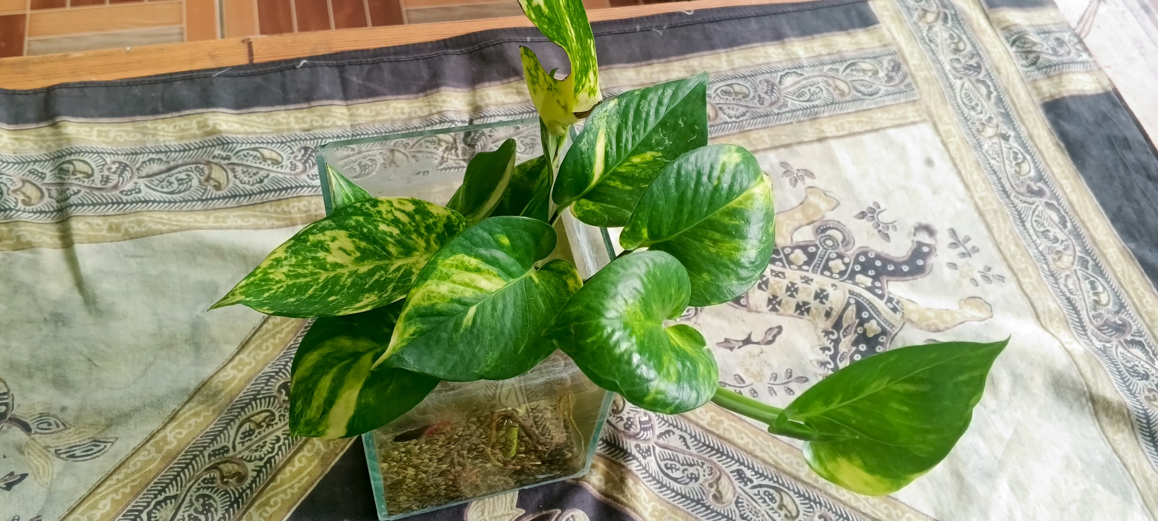 Low Maintenance, High Impact: Sirih Gading, Si Cantik Penyegar Udara