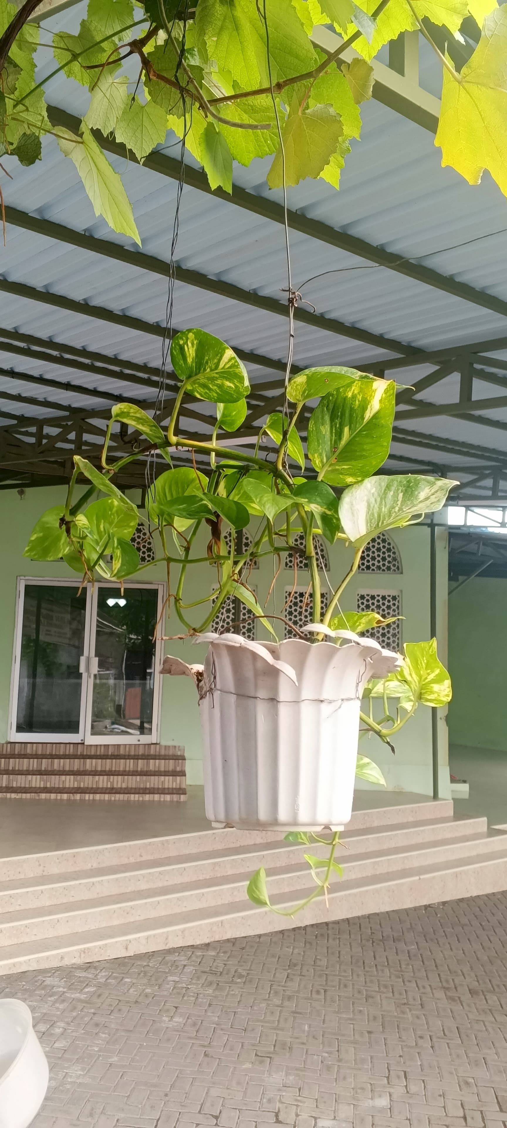 Sirih Gading: Si Pembersih Udara Alami yang Bikin Rumah Makin Estetik