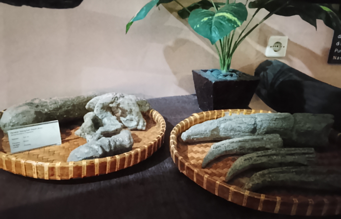 Fosil yang dipamerkan di Museum Manyarejo, Kecamatan Plupuh, Sragen, Jawa Tengah.