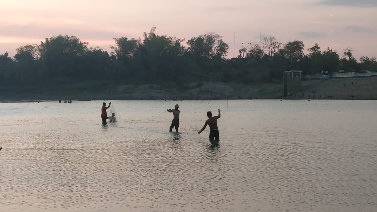 Air Waduk Krisak Surut, Warga Selogiri Ramai-Ramai Panen Ikan Nila