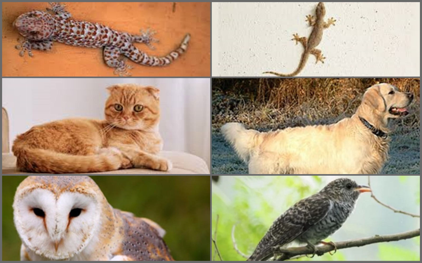 Kolase foto 5 hewan dipercaya bisa deteksi energi gaib: Tokek (bunyi bawa makna), Cicak (jatuh bawa sial), Kucing, Anjing, Burung Kedasih & Burung Hantu.