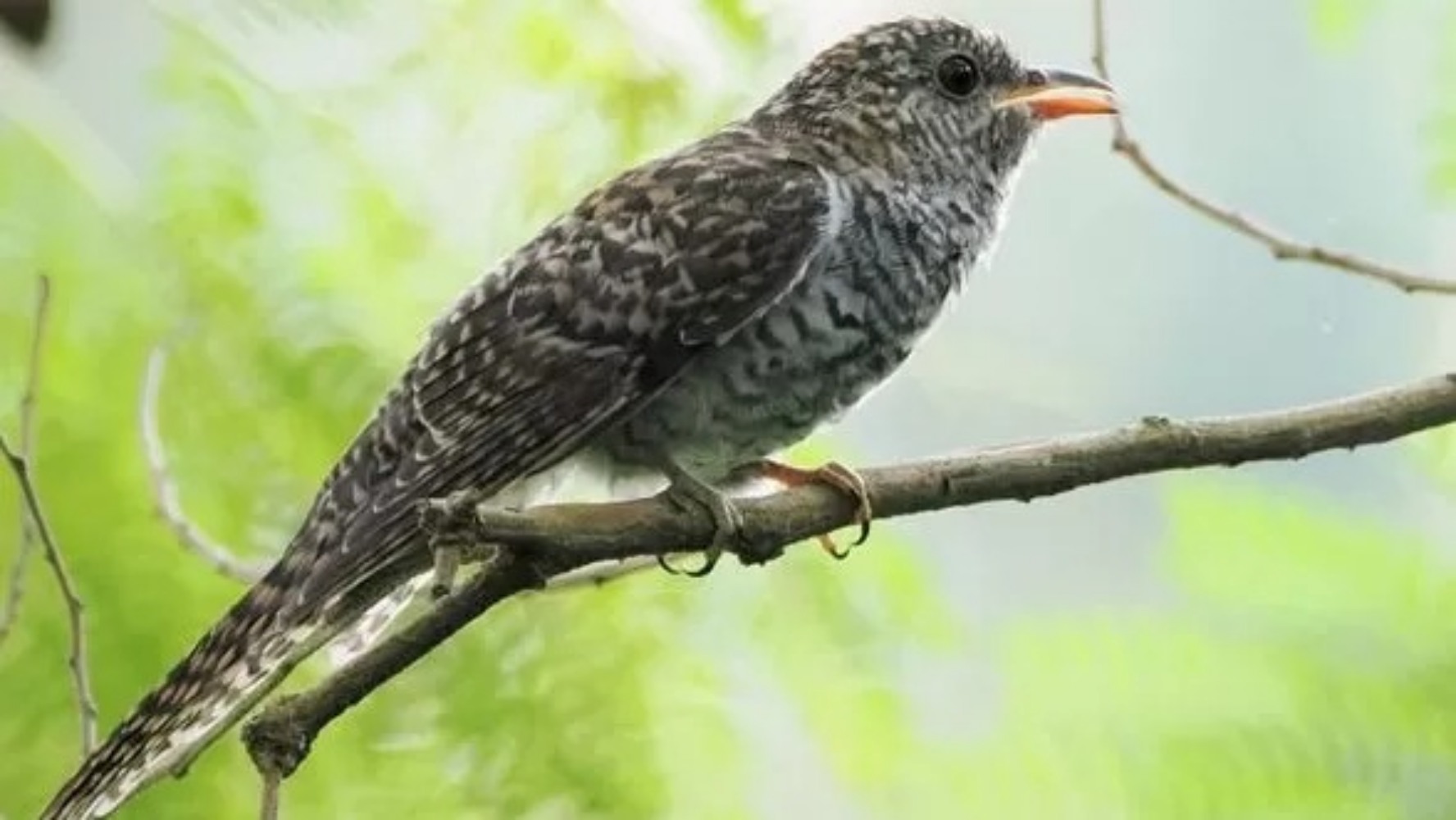 Burung Kedasih  dikenal memiliki beberapa mitos yang mengelilinginya.