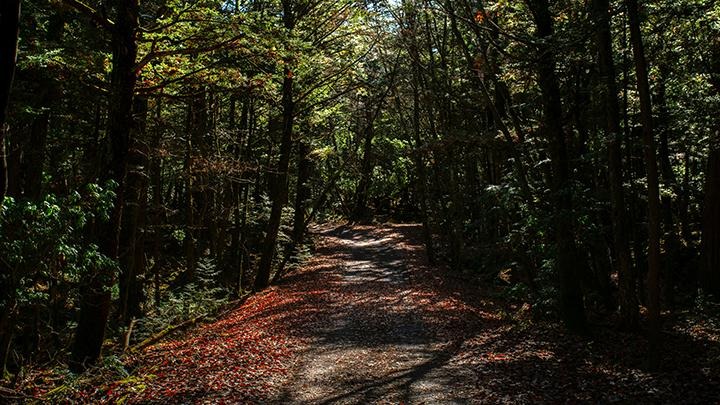 Hutan Aokigahara.