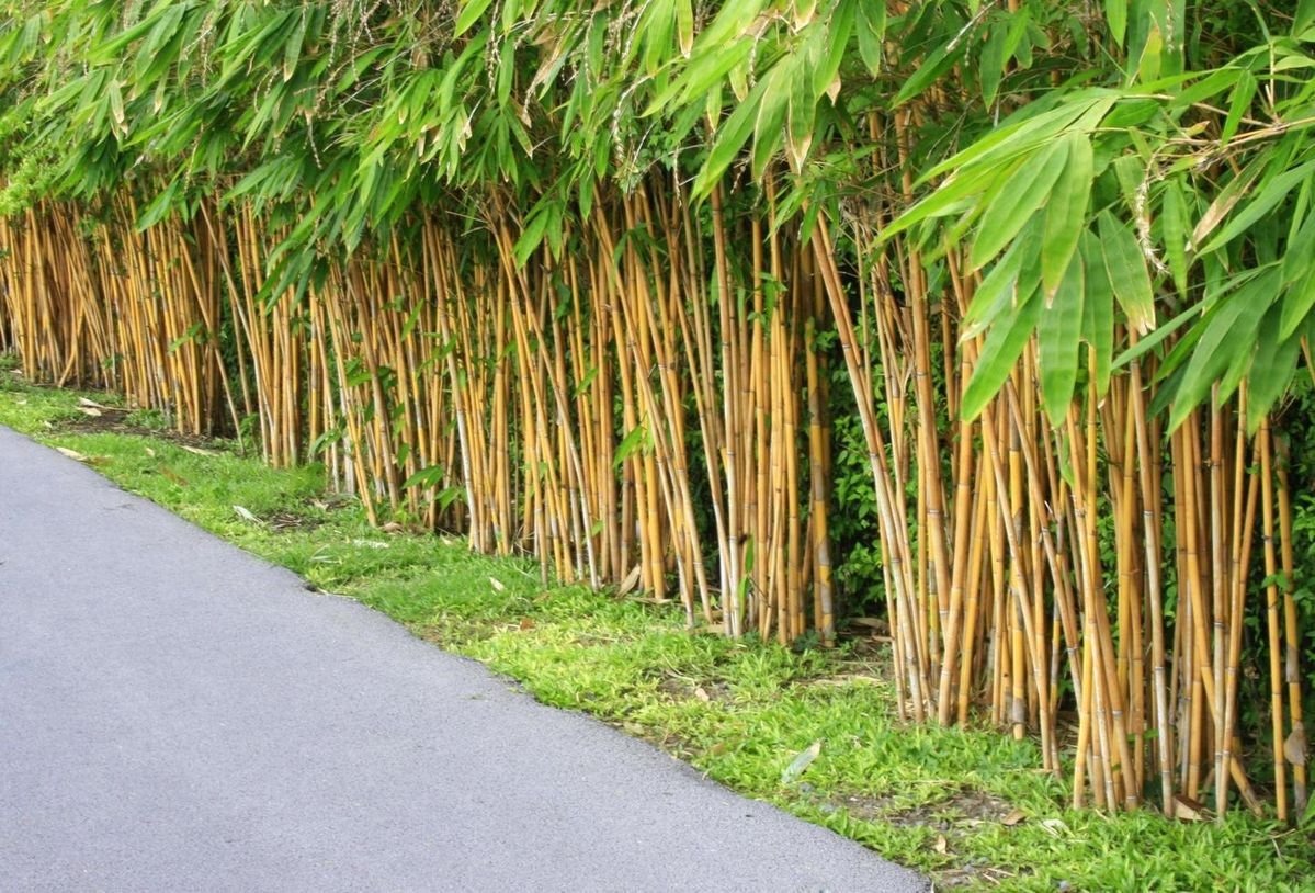 bambu kuning.