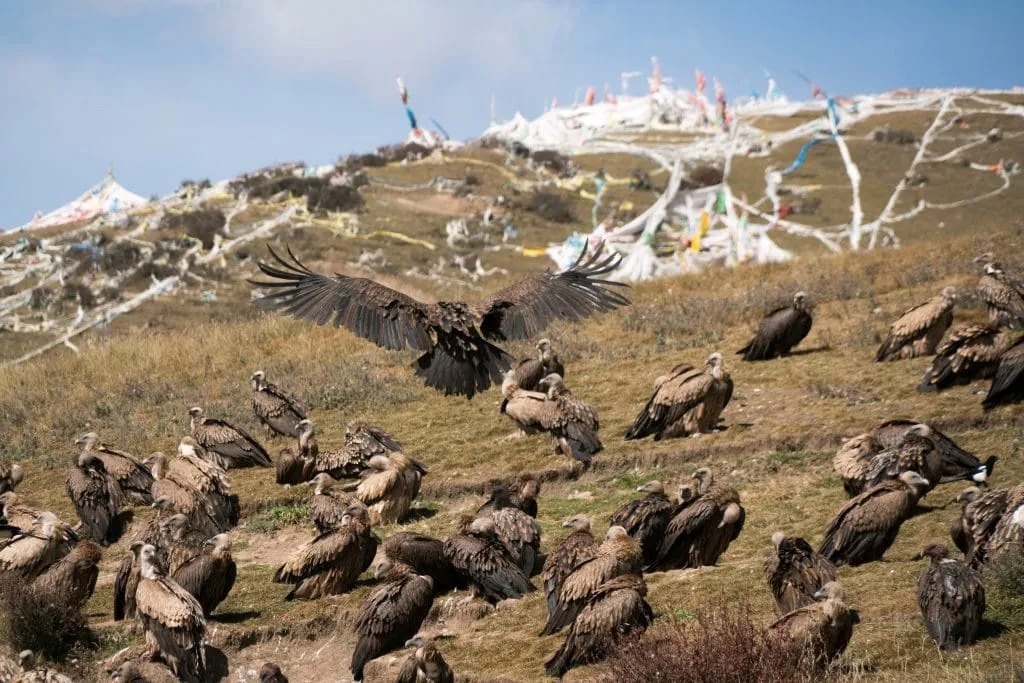 Burung Nasar alias burung bangkai yang terlibat dalam Ritual sky burial atau pemakaman langit yang dikenal dengan jhator di Tibet.