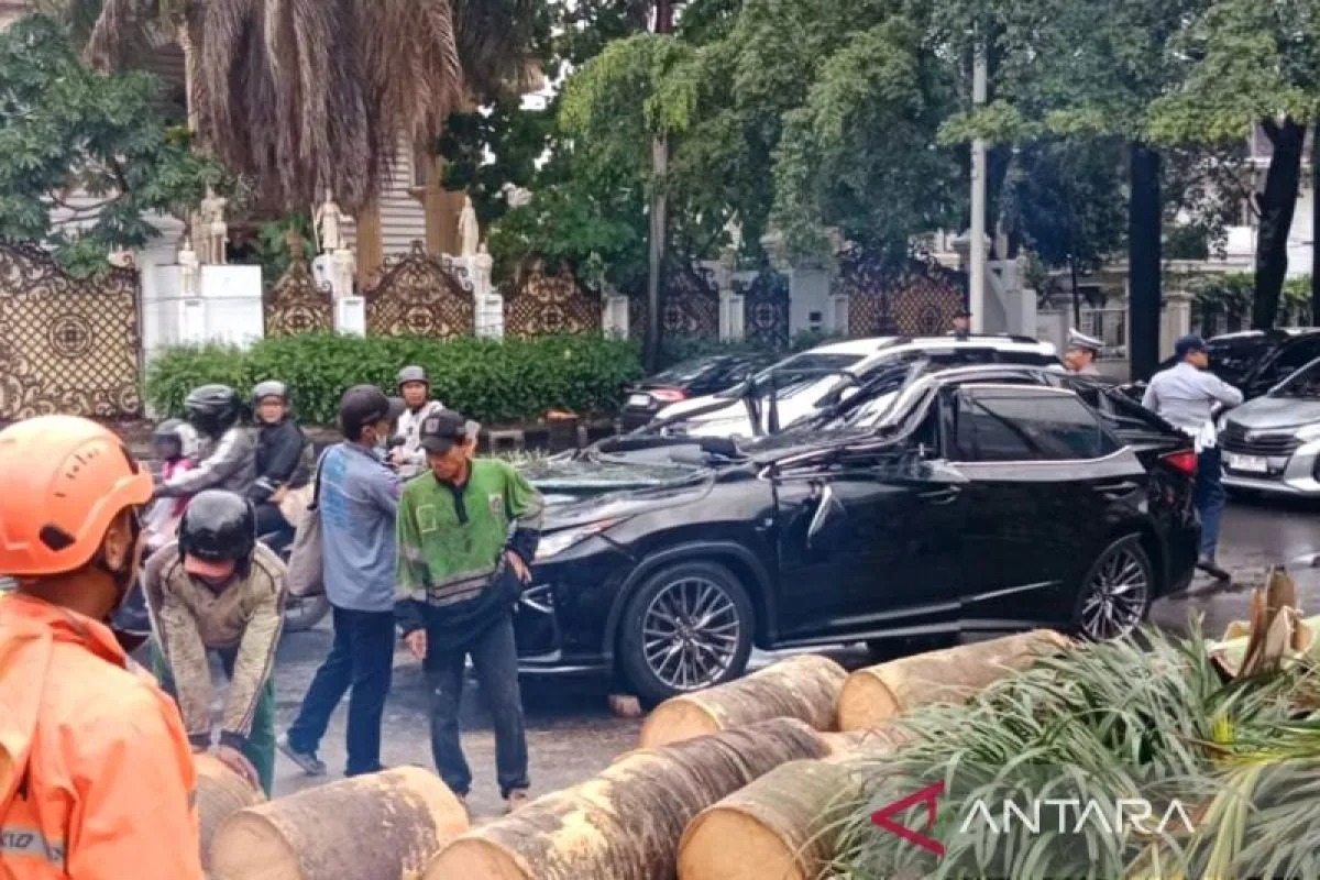 Proses evakuasi pohon tumbang yang menimpa mobil Lexus di kawasan Pondok Indah, Jakarta, Minggu (26/10/2025).