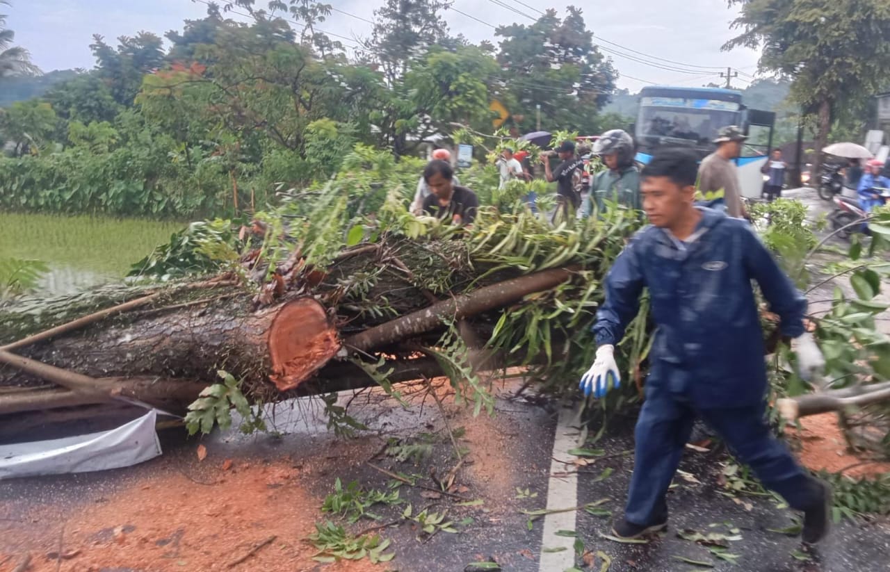 Hujan deras yang melanda wilayah Karanganyar menyebabkan pohon tumbang di beberapa lokasi.
