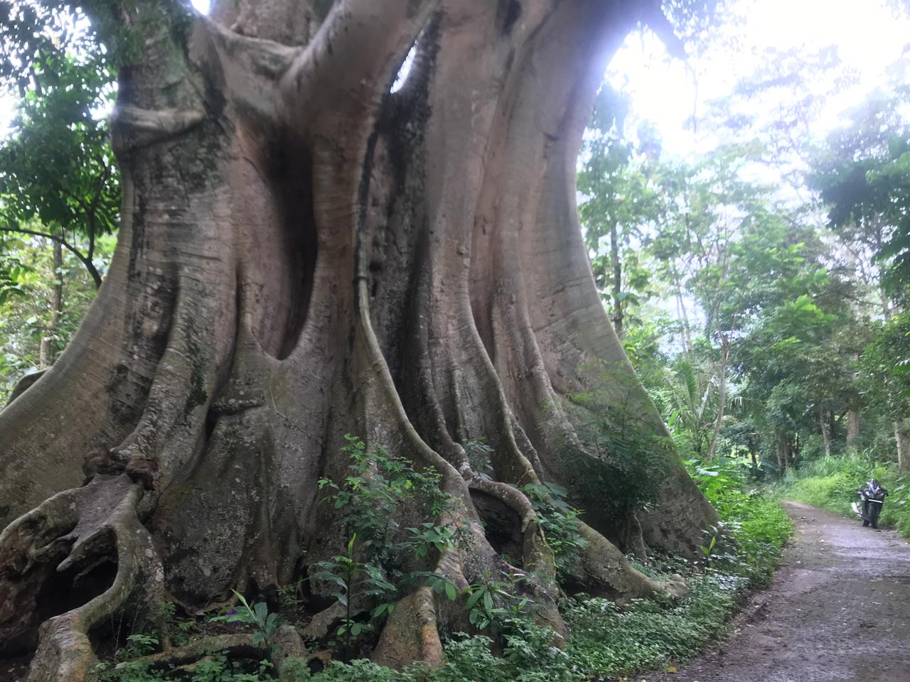 Pohon Leses raksasa di Dukuh Gendol, Desa Tambak, Kecamatan Mojosongo, Boyolali menyimpan banyak mitos.
