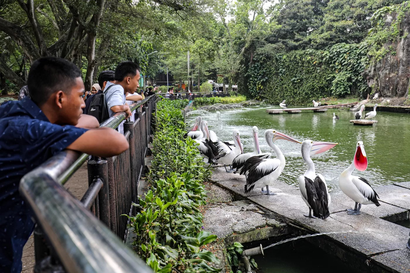 Pengunjung melihat burung pelican saat libur panjang Maulid Nabi di Taman Margasatwa Ragunan, Jakarta, Jumat (5/9/2025).