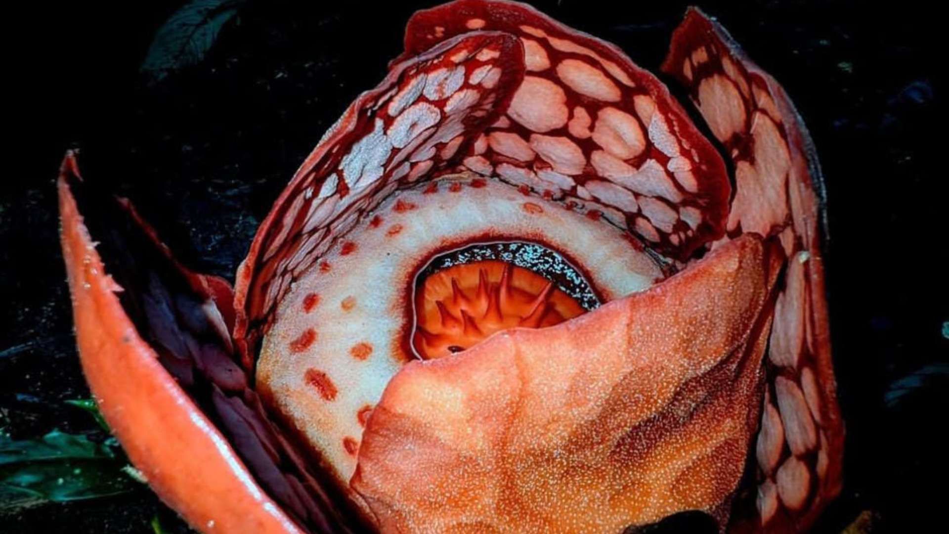 Rafflesia Hasseltii.