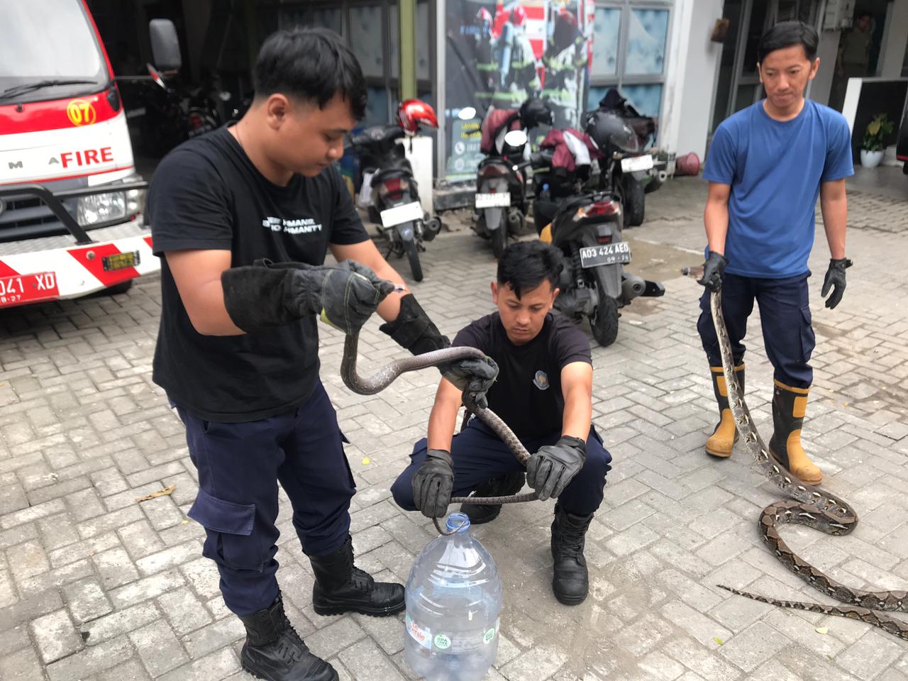 Petugas Damkar Boyolali mengevakuasi dua ular di Mojosongo dan Ngemplak pada Rabu (26/11).