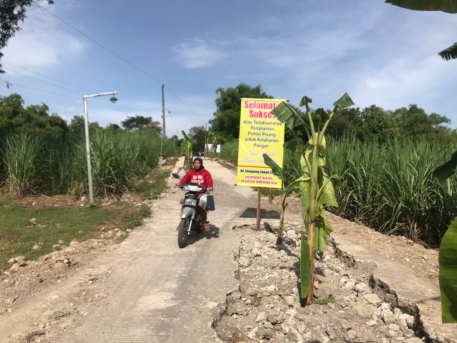 Warga Dukuh Grijo, Desa Jagoan, Boyolali, menanam pohon pisang dan memasang spanduk sebagai bentuk protes jalan rusak yang baru dibangun dari dana desa.