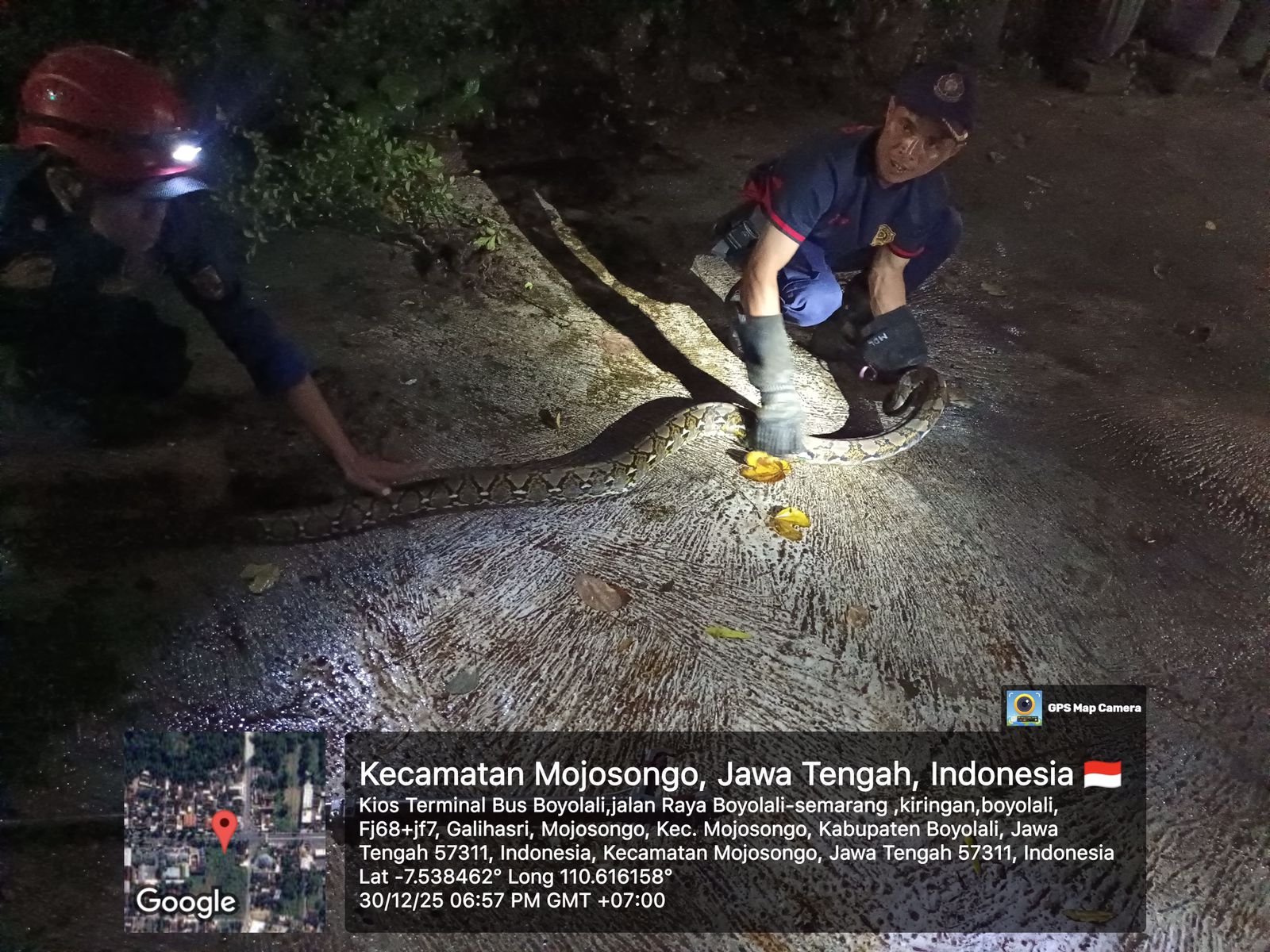 Damkar Boyolali berhasil mengevakuasi ular python sepanjang 3 meter di jalur Boyolali&ndash;Semarang.