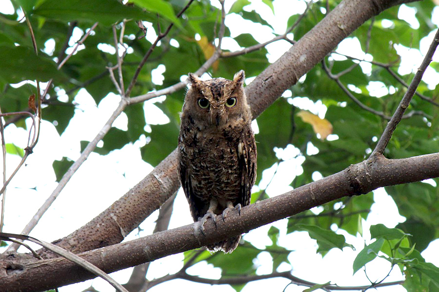 Burung Hantu Manguni.