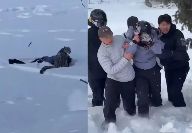 Seorang pemain ski diserang macan tutul salju karena nekat mendekat.