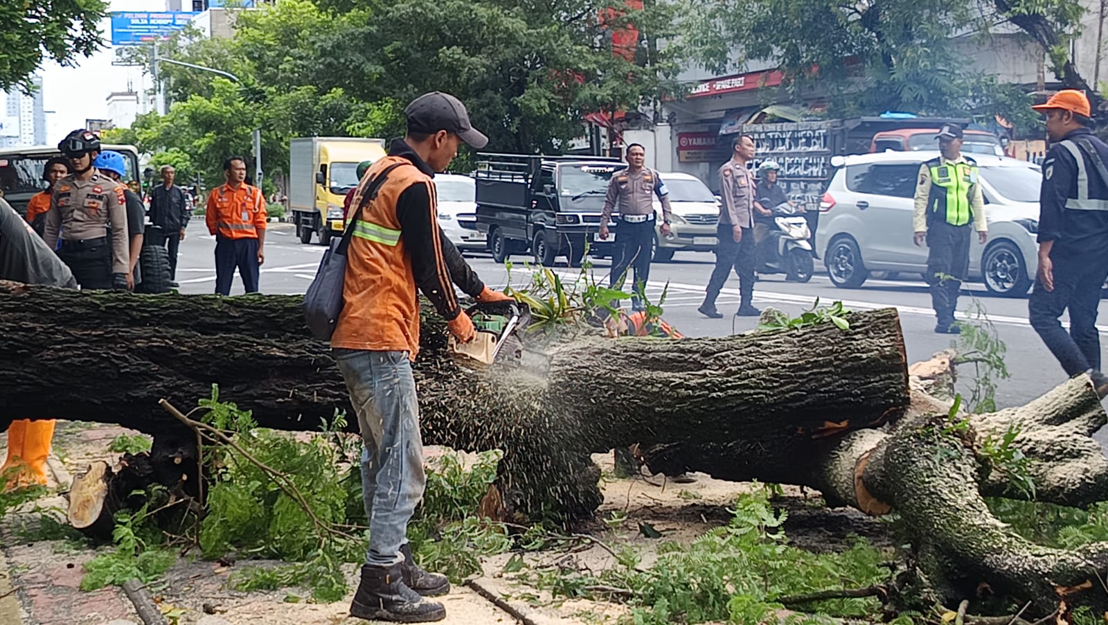 Pohon asem jawa berukuran raksasa tumbang di Jalan Slamet Riyadi Solo, tepatnya depan Hotel Megaland, Rabu (25/2)