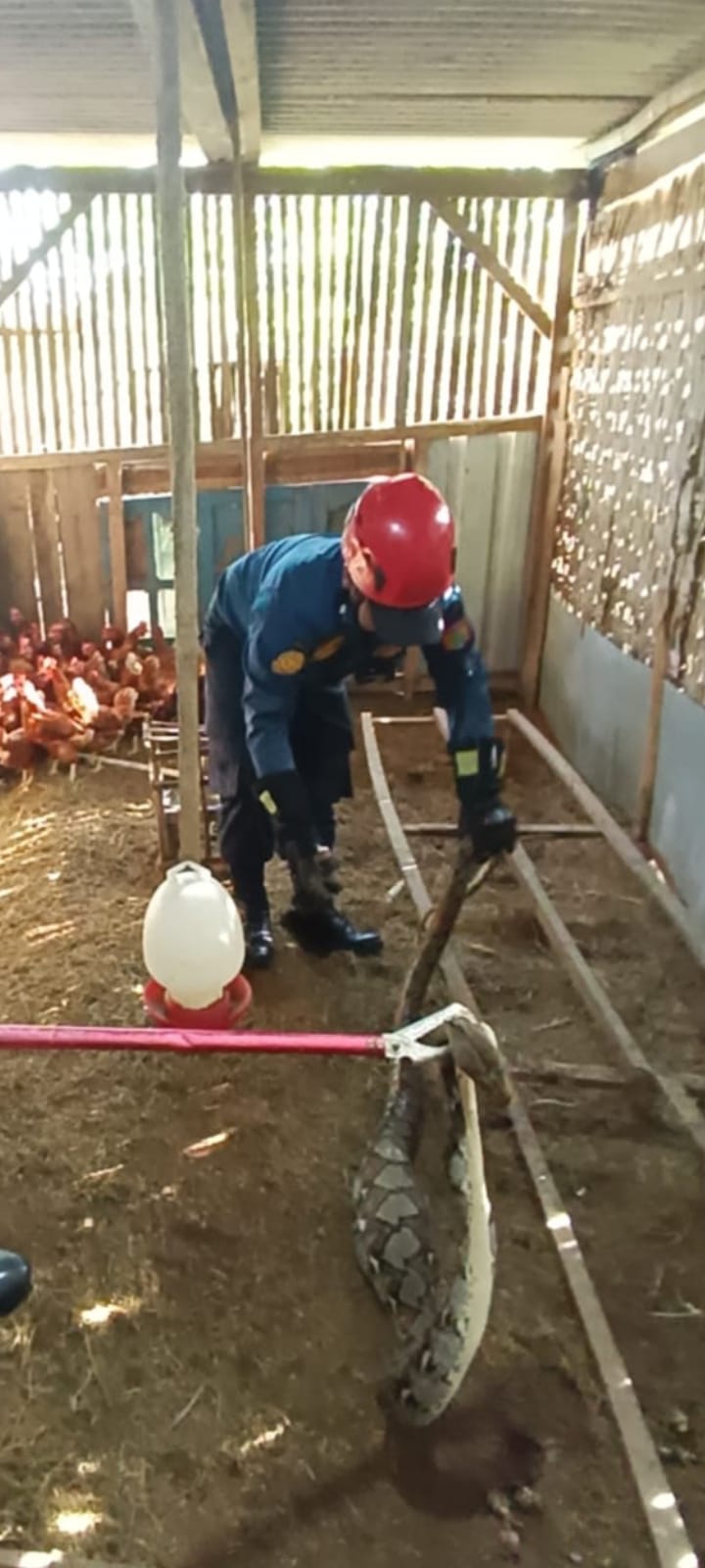 Ular piton sepanjang tiga meter masuk kandang ayam warga di Pundungrejo, Tawangsari, Sukoharjo dan memangsa ayam jago berhasil dieavakuasi Damkar Sukoharjo.