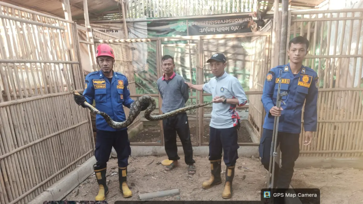 Petugas Damkar Boyolali berhasil menangkap sekor ular sanca kembang di kandang ayam warga Mojosongo Boyolali. (DOK. DAMKAR BOYOLALI)