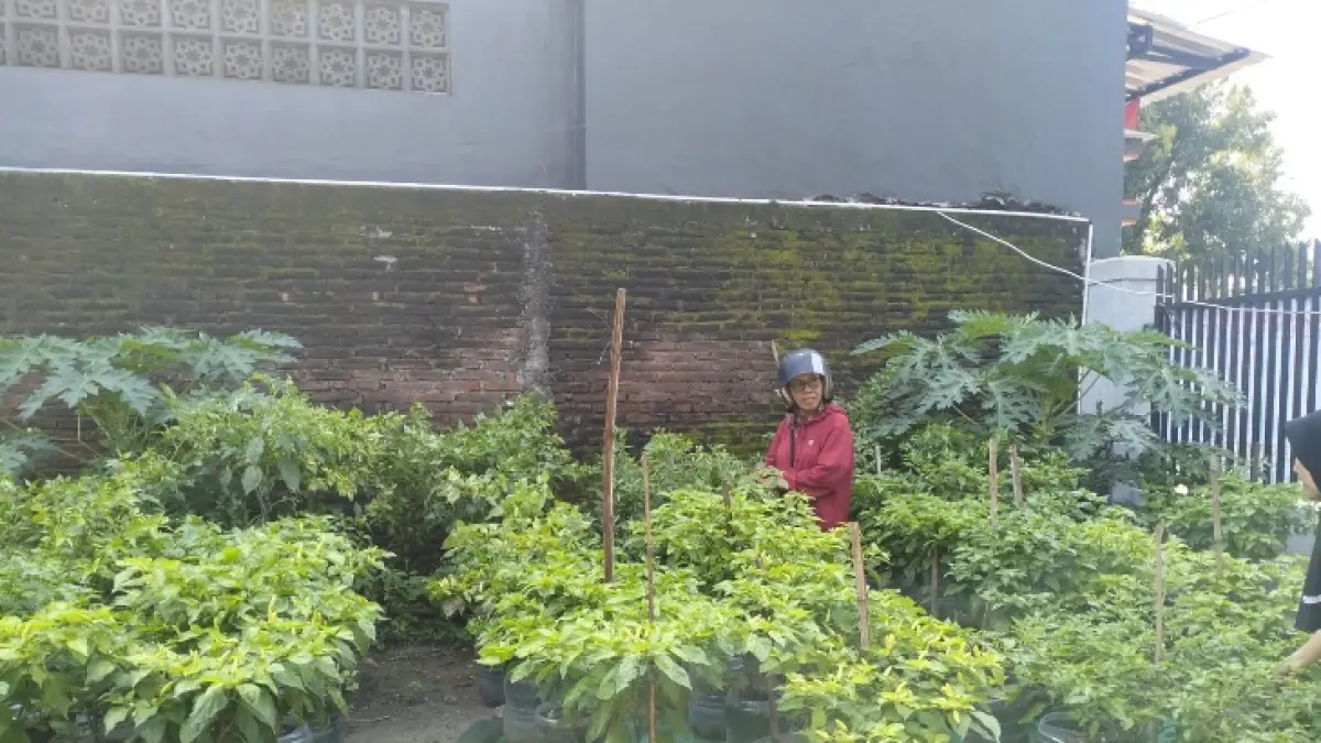KETAHANAN PANGAN : Program GEMATI POL di Sragen Wetan berhasil ubah pekarangan jadi sumber pangan dan ekonomi, warga tak lagi khawatir harga cabai melonjak. (AHMAD KHAIRUDIN/SOLOBALAPAN.COM)