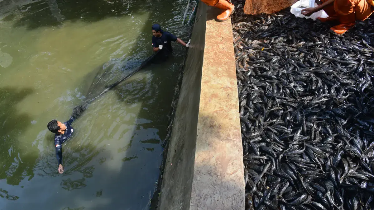 Petugas Penanganan Prasarana dan Sarana Umum (PPSU) mengangkat jaring ikan sapu-sapu di kawasan Setu Babakan, Jakarta Selatan, Jumat (17/04/2026).