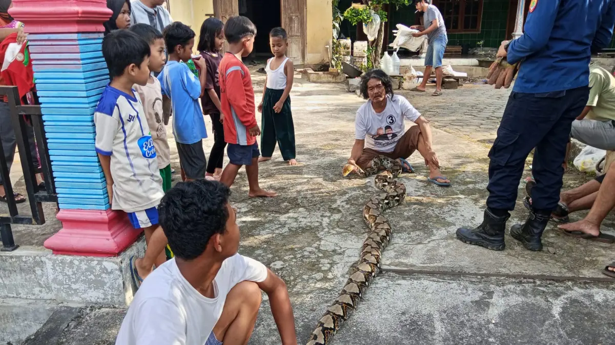 Ular piton sepanjang 3 meter dievakuasi dari permukiman warga di Gentan Bulu, Sukoharjo, Selasa (21/4) siang. (Dok. Damkar)