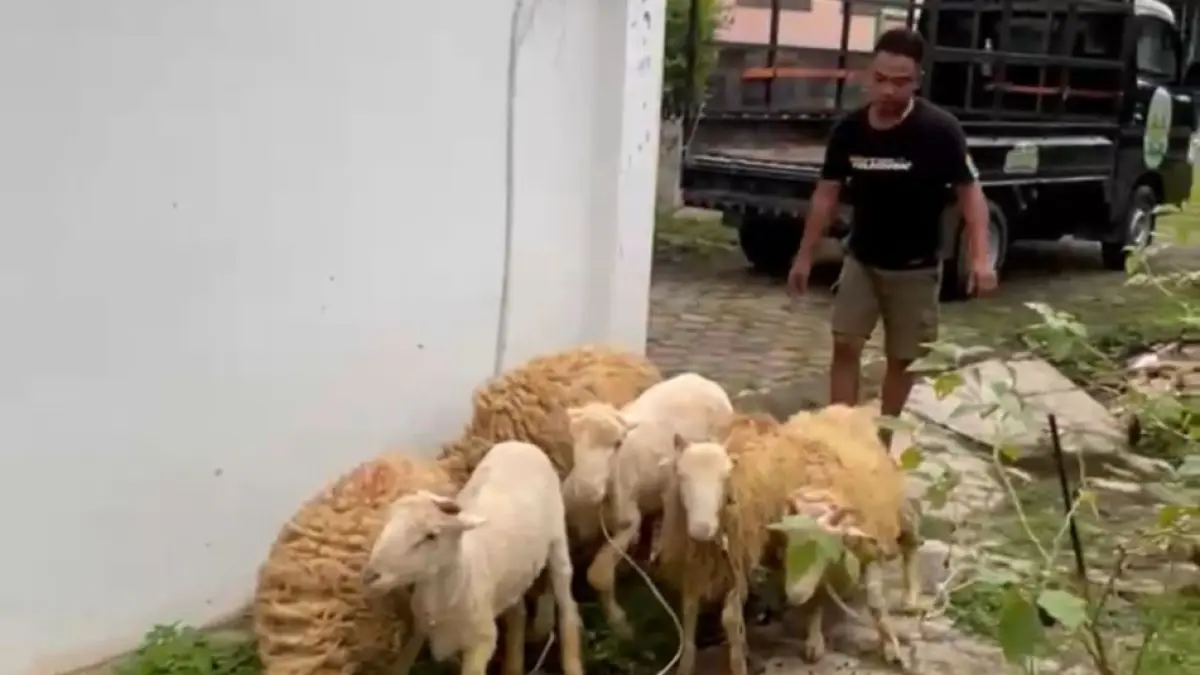Peternak kambing di Sukoharjo mengurangi stok hewan kurban hingga setengah karena kekhawatiran daya beli masyarakat menurun. (IWAN KAWUL/SOLOBALAPAN.COM)