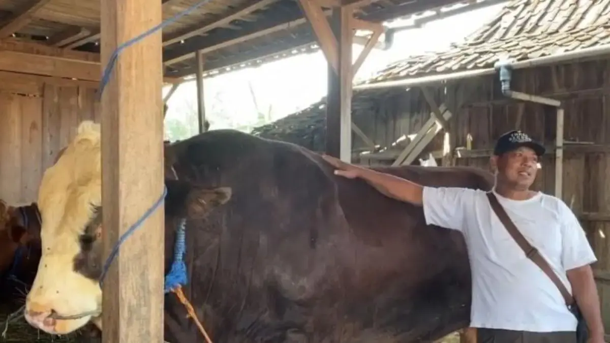 Sapi Simental 1,1 ton di kandang ternak Desa Bandungharjo, Kabupaten Grobogan, menjadi hewan kurban bantuan Presiden untuk Idul Adha 1447 Hijriah. (Gunawan/Antara)