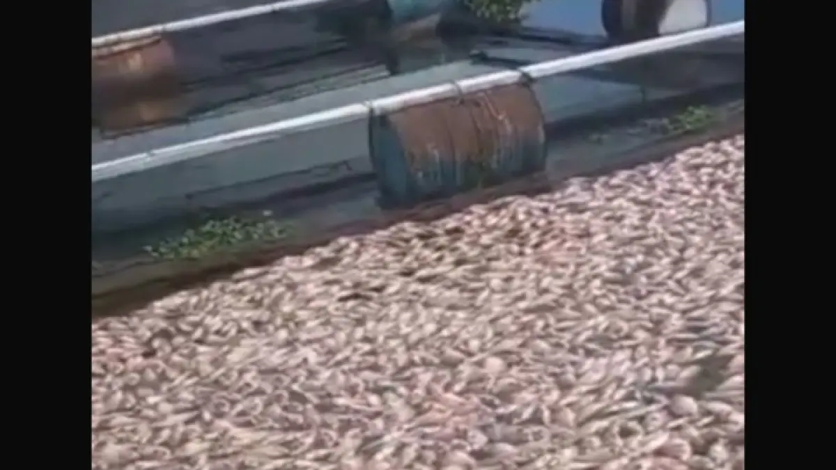 Fenomena upwelling kembali menyerang Waduk Cengklik Boyolali. Belasan ton ikan nila di keramba jaring apung mati mendadak usai hujan deras. (IST)