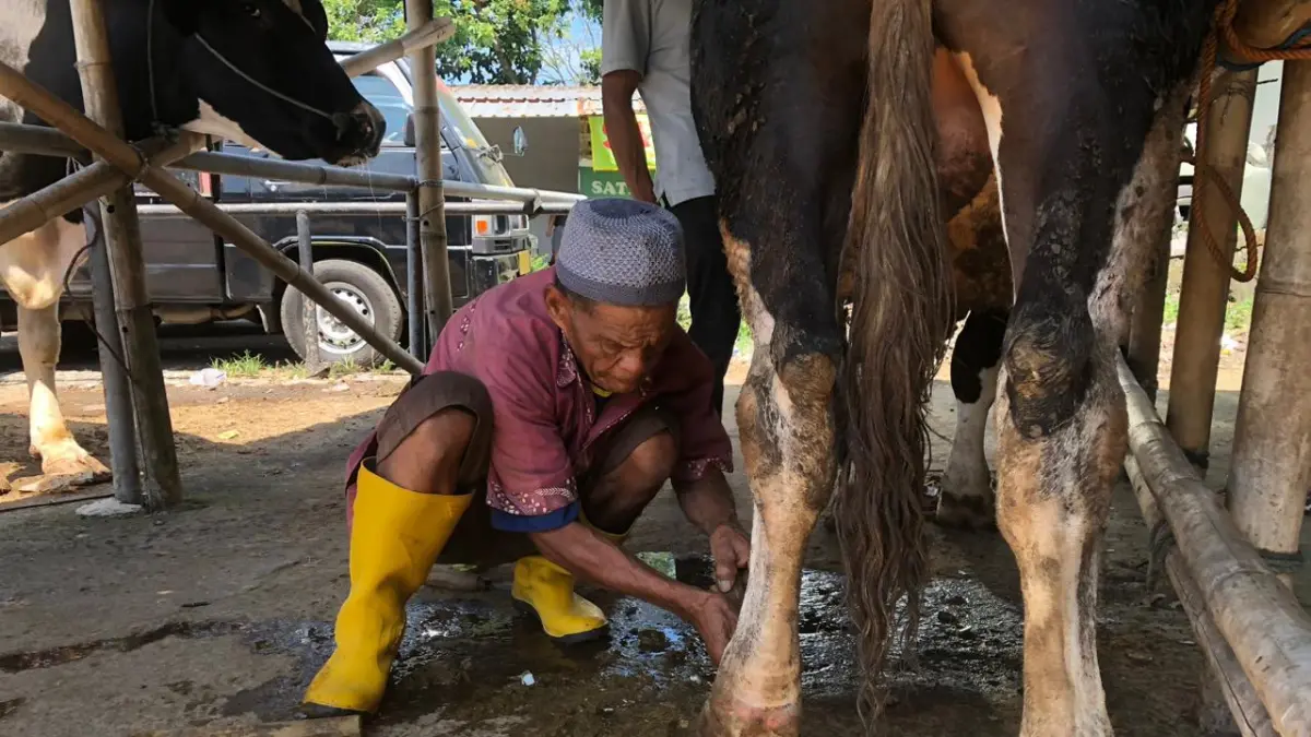 Mbah Darmo, pria 74 tahun asal Cepogo Boyolali, tetap setia membuka jasa “salon sapi” sejak 1980-an. (ABDUL KHOFID FIRNANDA PUTRA/SOLOBALAPAN.COM)