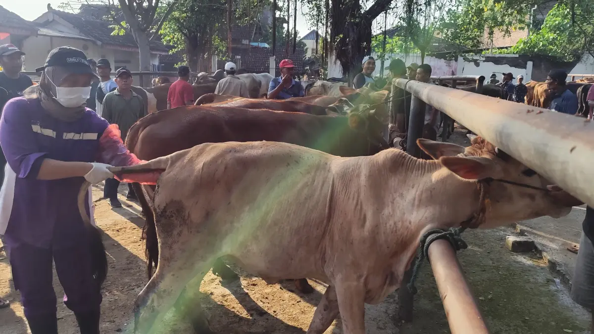 Pemkot Solo mewacanakan relokasi Pasar Ayam Semanggi ke Sukoharjo. Namun Diskopumdag Sukoharjo menilai kondisi lahan pasar saat ini belum memungkinkan untuk menampung aktivitas pasar unggas. (Iwan Kawul/solobalapan.com)