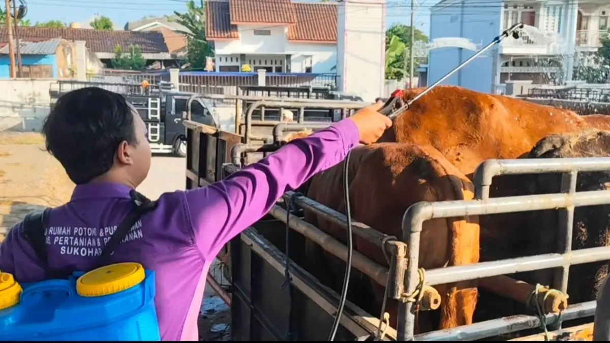 Harga Sapi di Pasar Hewan Bekonang Sukoharjo anjlok, karena jumal pembeli merosot drastis dibanding tahun lalu. (Iwan Kawul/solobalapan.com) 