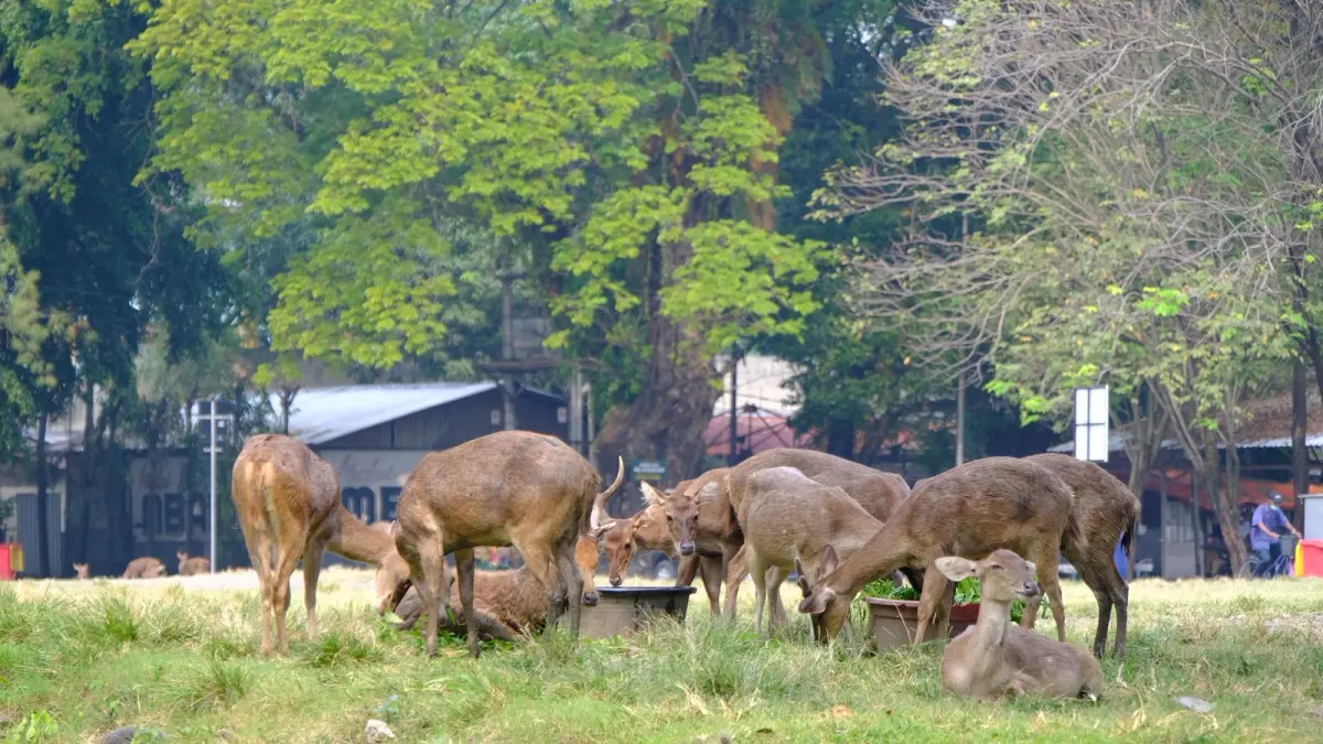 Rusa yang memakan samaph di kawasan Sriwedari menjadi perhatian serius Ketua Komisi V DPRD Solo