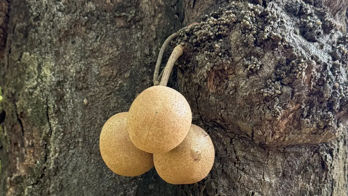 Buah dari pohon Kepel di Dalem Kalitan 