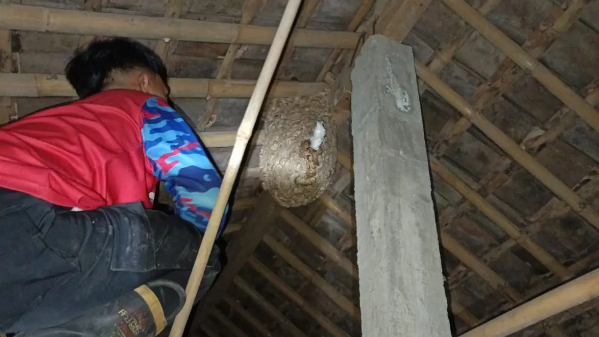 Damkar Boyolali mengevakuasi dua sarang tawon di Kecamatan Musuk yang berada di area masjid dan kandang ternak. (Dok. Damkar Boyolali)