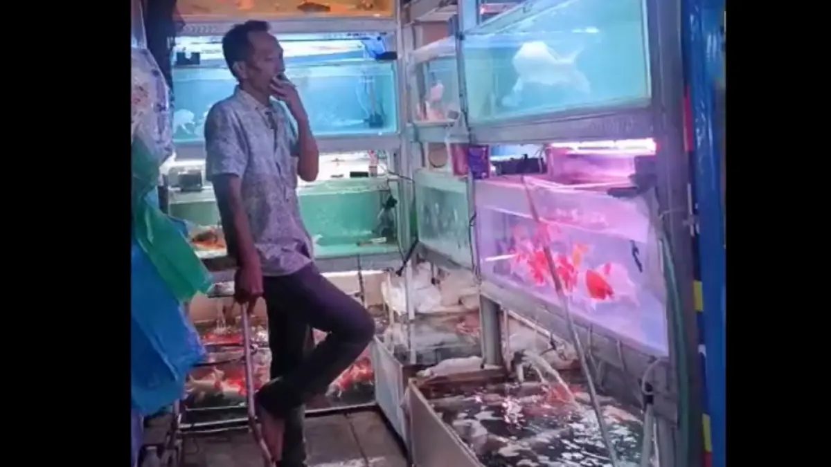 Imbas seringnya listrik padam di Solo, pedagang di Pasar Ikan Hias Depok tekor jutaan rupiah setelah lima ekor ikan koi mati lemas kekurangan oksigen. (Alfida Nurcholisah/solobalapan.com)