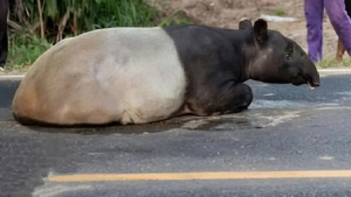 Kasus dugaan pembunuhan satwa liar dilindungi jenis tapir di kawasan Hutan Register 45, Kecamatan Mesuji Timur, Kabupaten Mesuji.