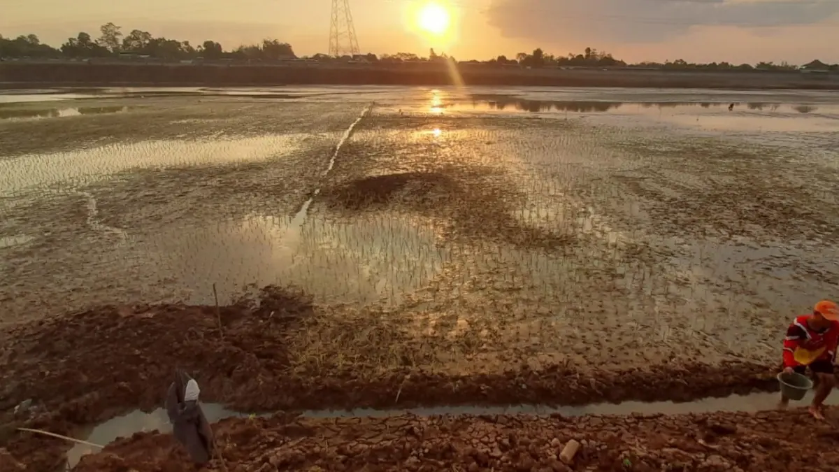 Sejumlah petani dadakan yang menanam tanaman di dasar waduk Delingan, Karanganyar. (Rudi Hartono/Radar Solo)