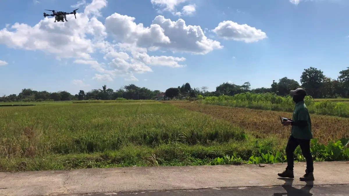 Hama wereng cokelat mengancam 83 hektar sawah siap panen di Banyudono, Boyolali. Pemdes Batan pakai teknologi drone demi cegah gagal panen. (Khofid/Radar Solo)