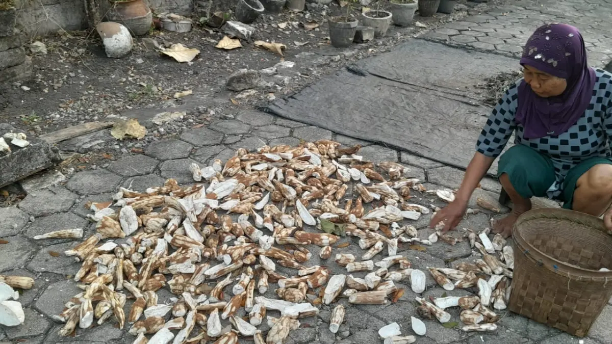 Sumi, pembuat gaplek dari Wonogiri. (Rastri Rafiarum)