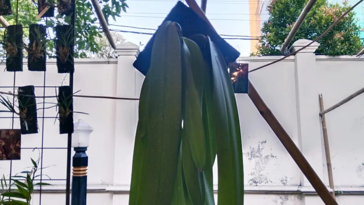 Bulbophyllum phalaenopsis salah satu koleksi bernilai tinggi di Solo Anggrek Festival 2026. (Anmer Jilvandis)