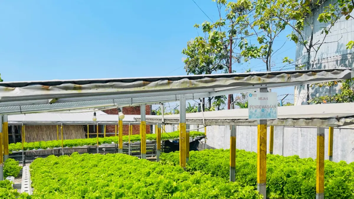 Tanaman selada di Mantri Hidroponik, Baki, Sukoharjo, tetap tumbuh optimal di musim kemarau berkat perawatan rutin, seperti menjaga suhu air dan pH nutrisi. (Rahma Azra Calista/Solobalapan.com)
