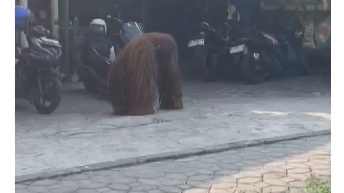 Seekor orang utan koleksi Solo Safari lepas dan sempat berkeliaran di Jalan KH Maskyur, Solo. (istimewa)