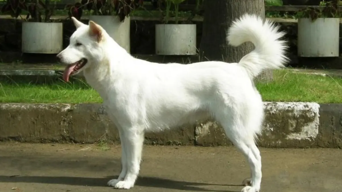 Ras Anjing Kintamani yang telah tercatat secara resmi dalam nomenklatur Fédération Cynologique Internationale (FCI). (Foto: Pinterest)