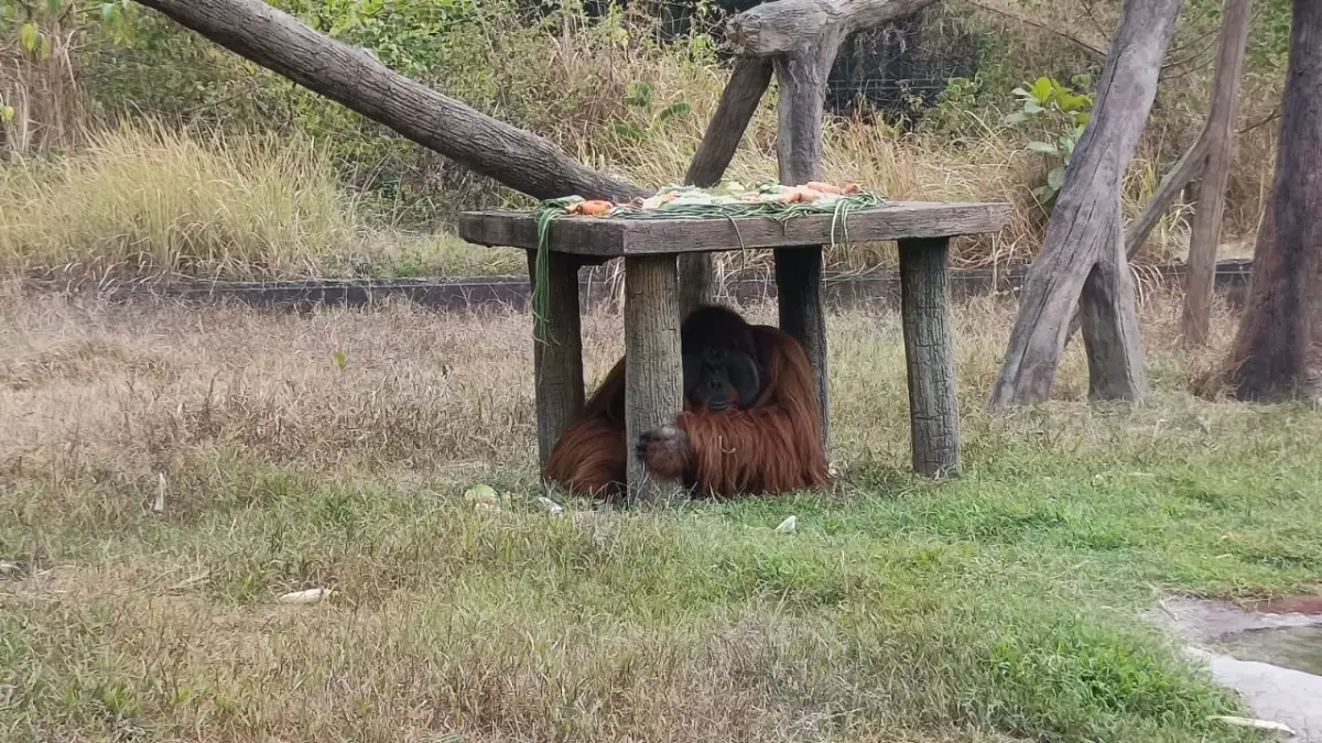 Solo Safari ungkap kronologi orang utan kabur dari exhibit. Meski pengamanan berlapis lengkap, kepandaian satwa jadi pemicunya.