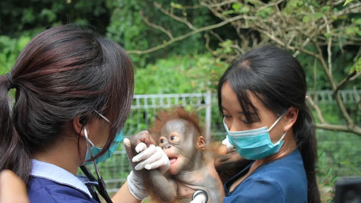 Ilustrasi Bayi Orang Utan Kalimantan. (Dok. JawaPos.com)